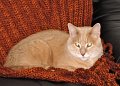 IMG_4322