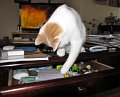 IMG_4296