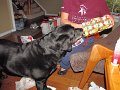 IMG_7994