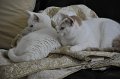 _DSC0710